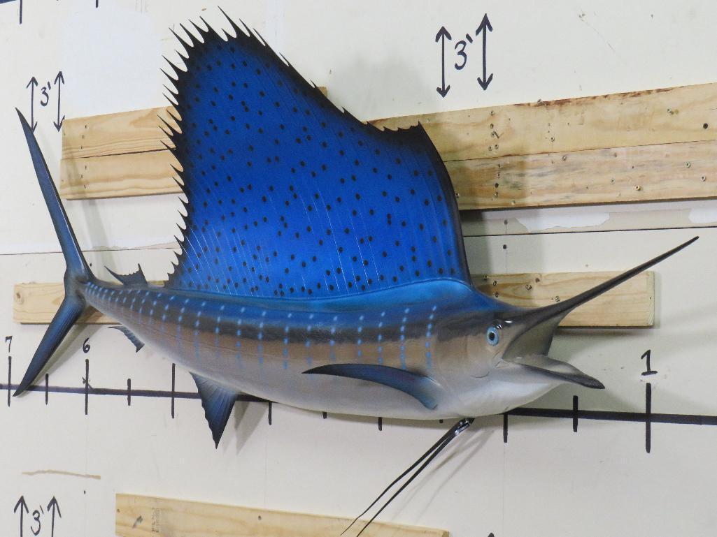Very Nice Sailfish Mt TAXIDERMY