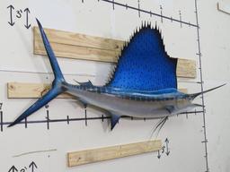 Very Nice Sailfish Mt TAXIDERMY