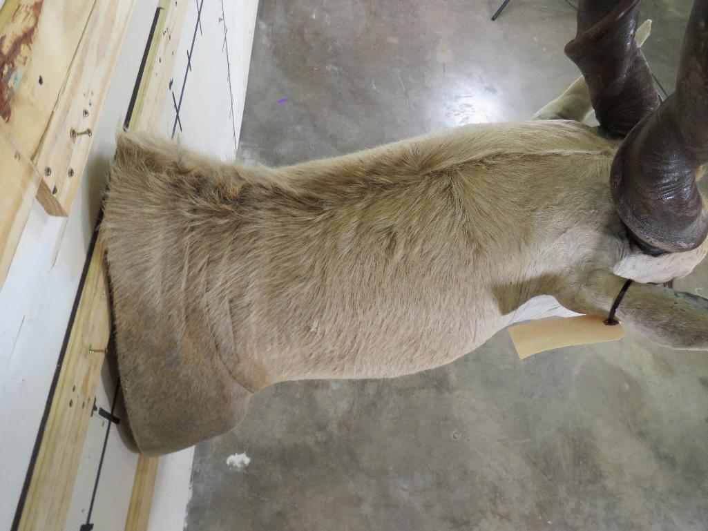 Eland Sh Mt w/Removable Horns TAXIDERMY