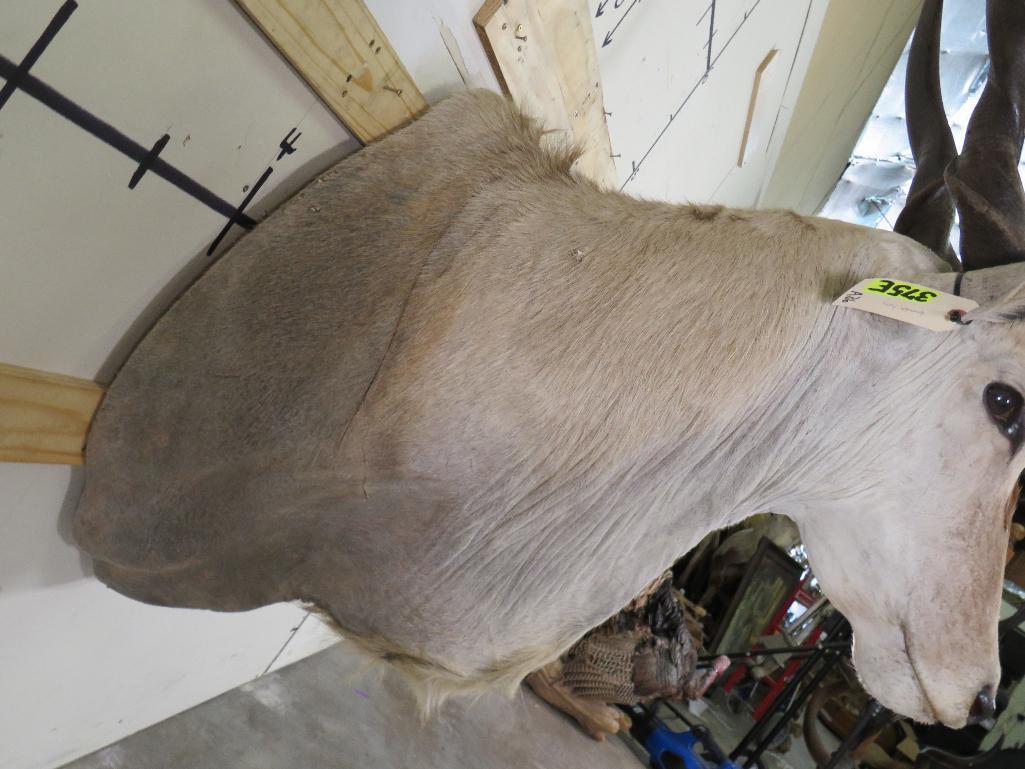 Eland Sh Mt w/Removable Horns TAXIDERMY
