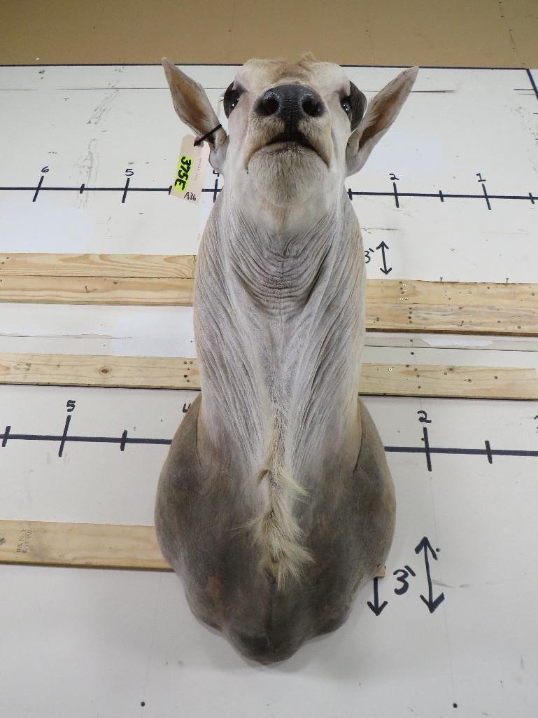 Eland Sh Mt w/Removable Horns TAXIDERMY