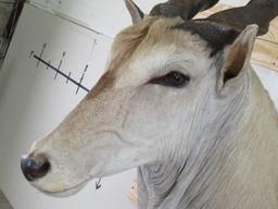 Eland Sh Mt w/Removable Horns TAXIDERMY