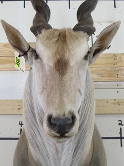 Eland Sh Mt w/Removable Horns TAXIDERMY