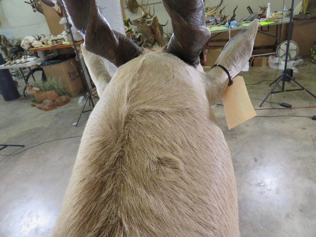 Eland Sh Mt w/Removable Horns TAXIDERMY