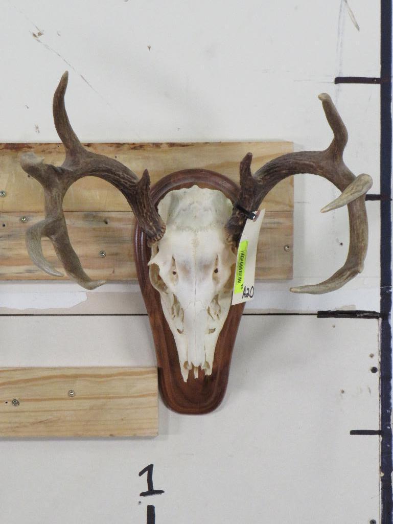 Whitetail Skull on Plaque TAXIDERMY