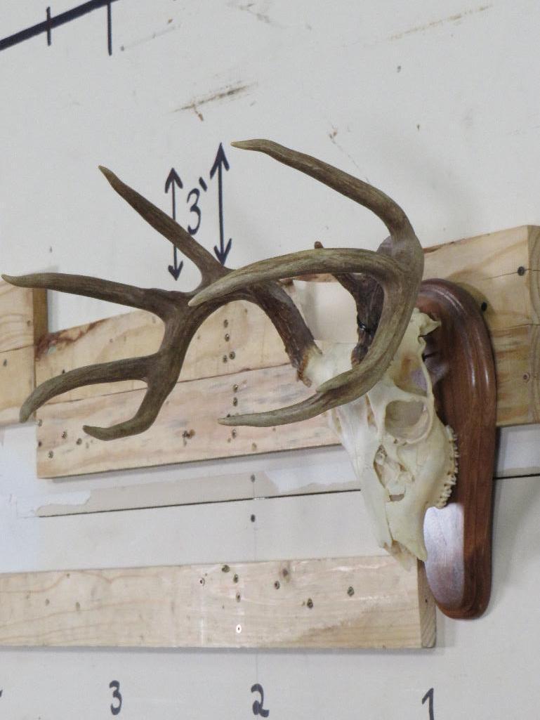 Whitetail Skull on Plaque TAXIDERMY