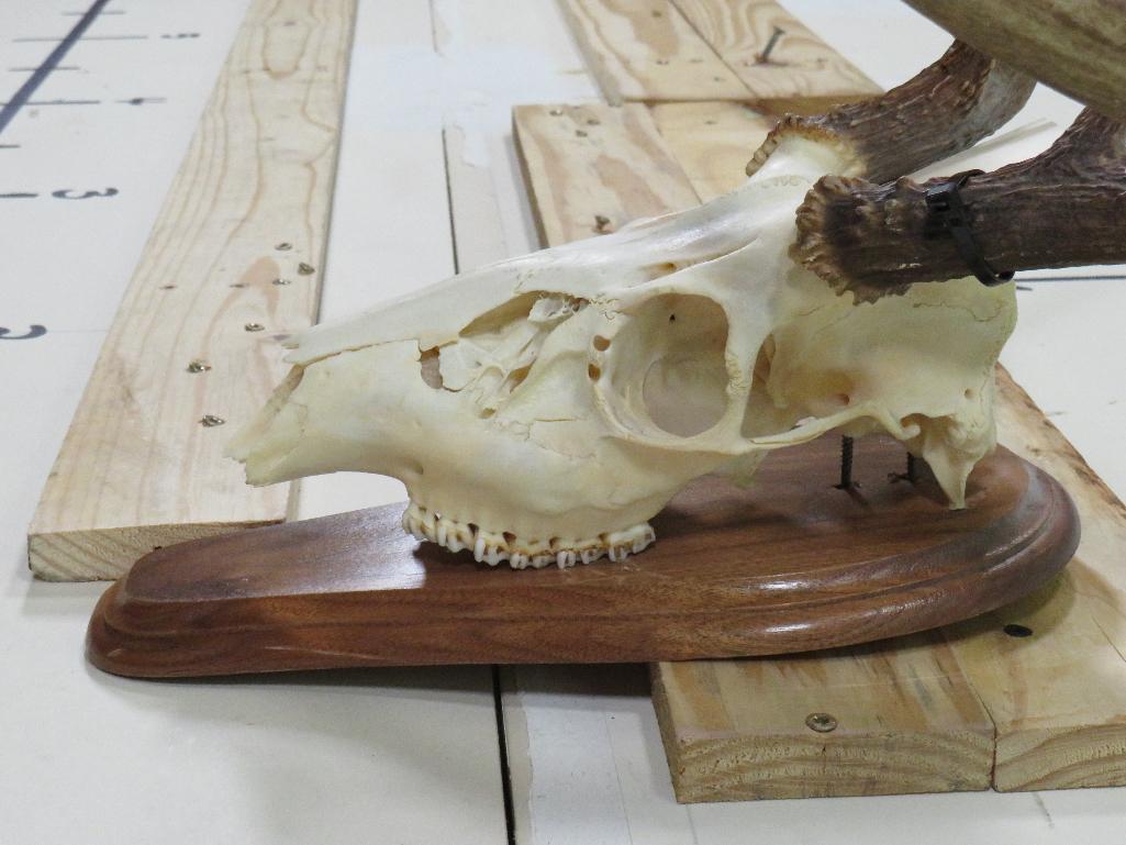 Whitetail Skull on Plaque TAXIDERMY