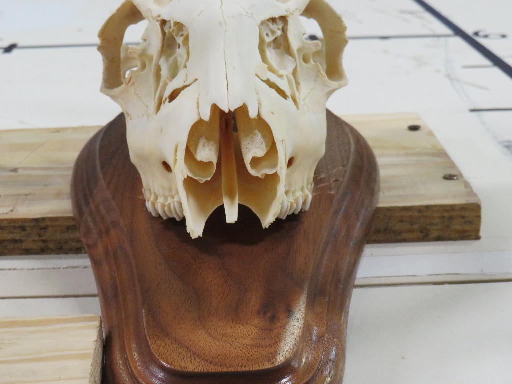 Whitetail Skull on Plaque TAXIDERMY