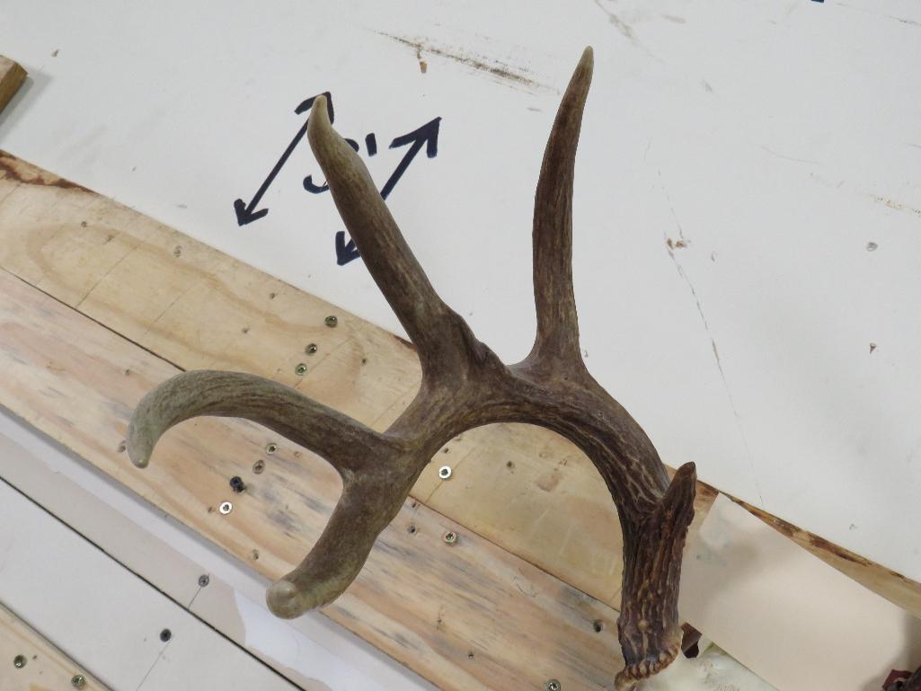 Whitetail Skull on Plaque TAXIDERMY