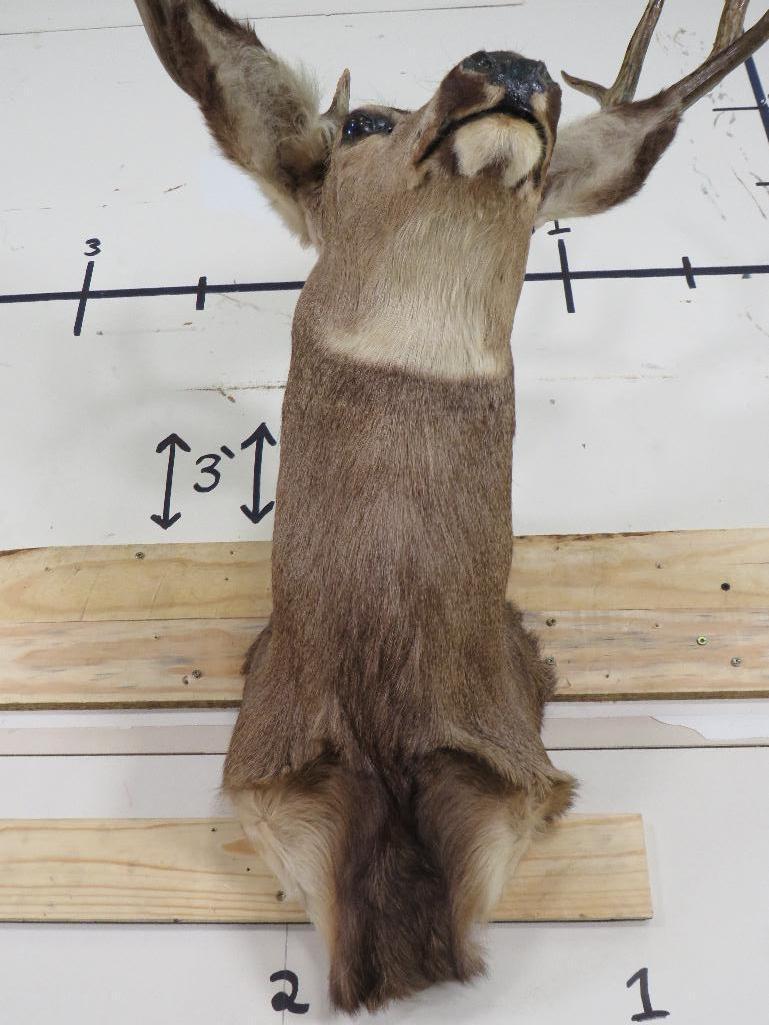 Mule Deer Sh Mt TAXIDERMY