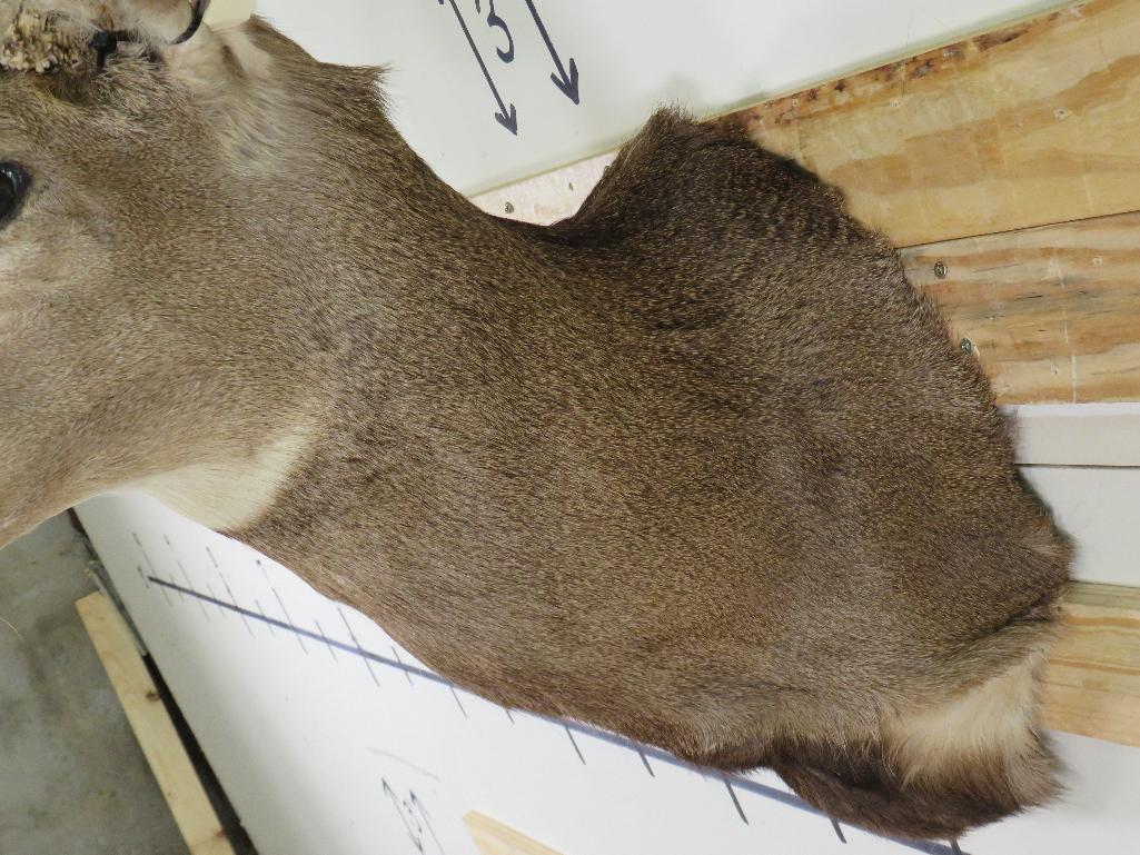 Mule Deer Sh Mt TAXIDERMY
