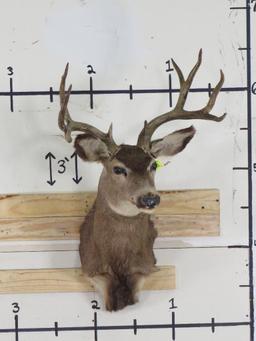 Mule Deer Sh Mt TAXIDERMY