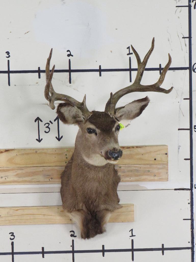 Mule Deer Sh Mt TAXIDERMY