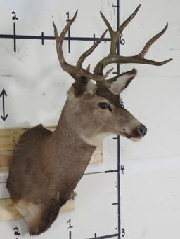 Mule Deer Sh Mt TAXIDERMY