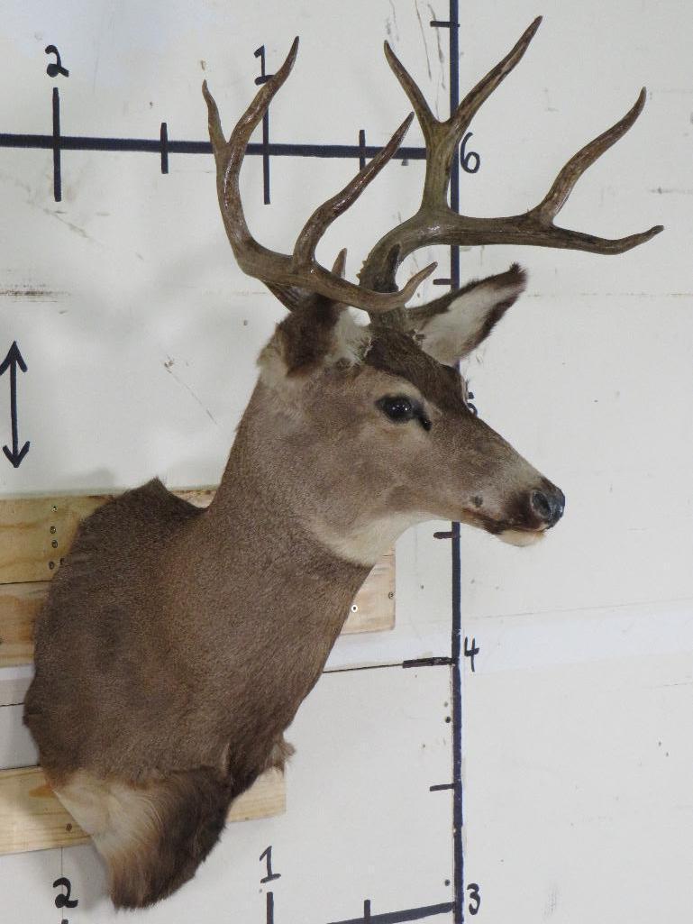 Mule Deer Sh Mt TAXIDERMY