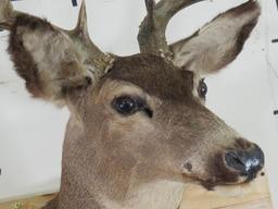 Mule Deer Sh Mt TAXIDERMY
