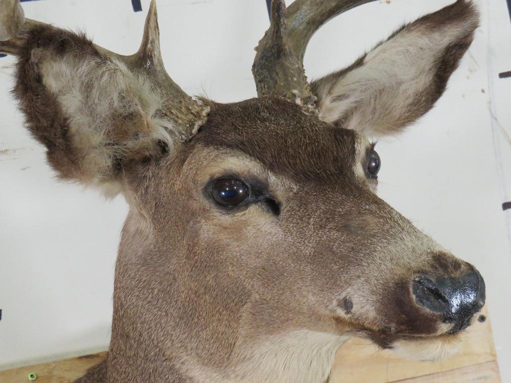 Mule Deer Sh Mt TAXIDERMY
