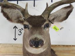 Mule Deer Sh Mt TAXIDERMY