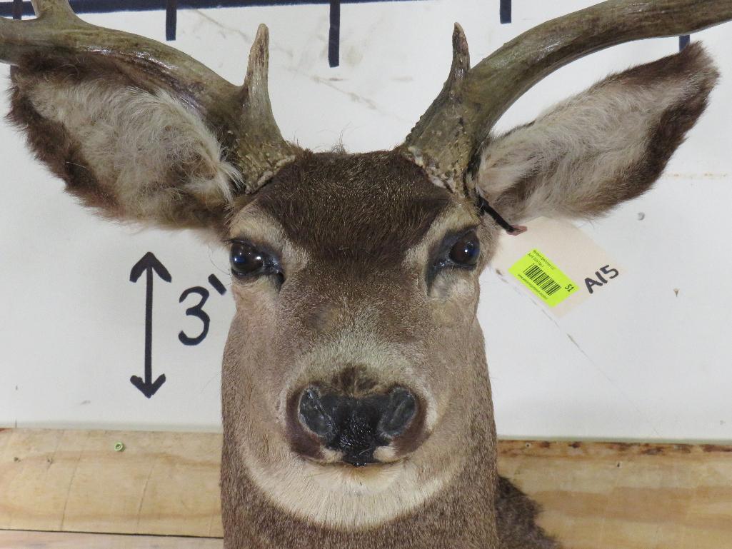 Mule Deer Sh Mt TAXIDERMY
