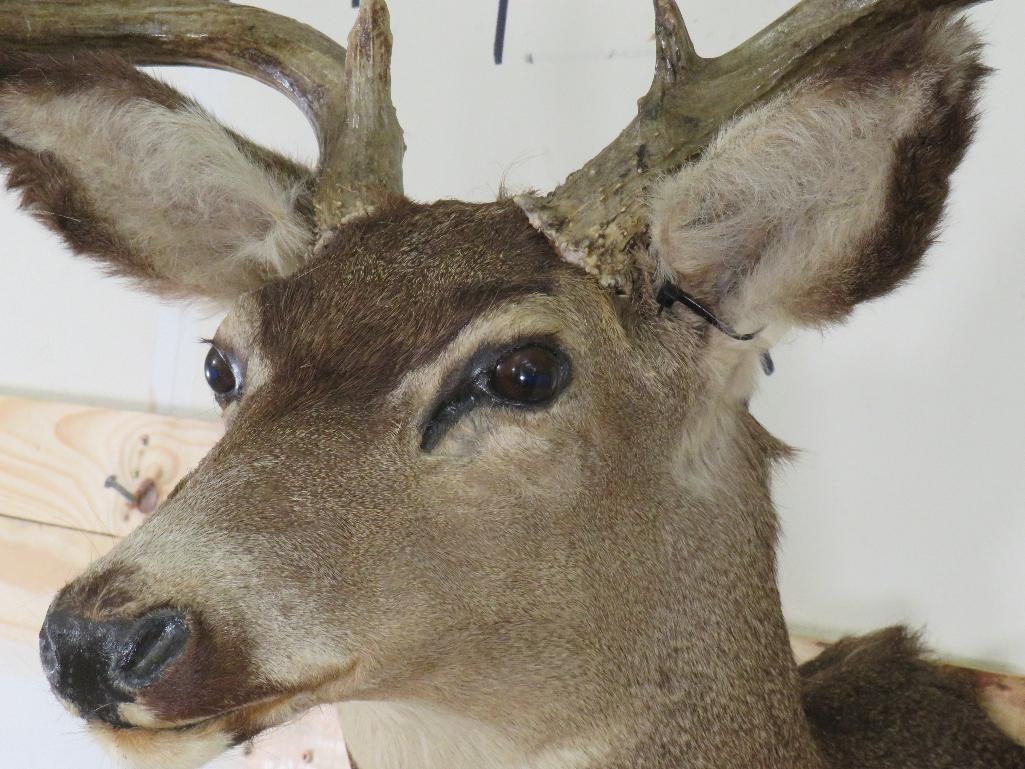 Mule Deer Sh Mt TAXIDERMY