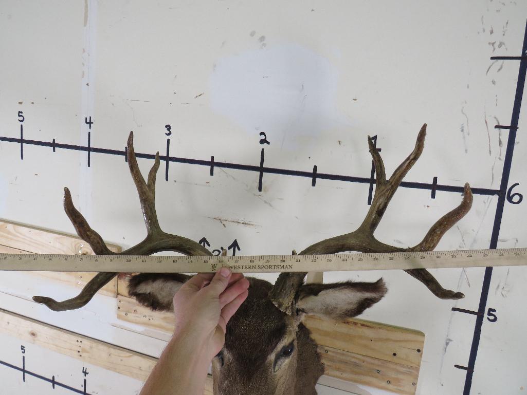 Mule Deer Sh Mt TAXIDERMY