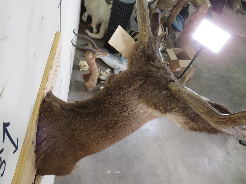 Mule Deer Sh Mt TAXIDERMY