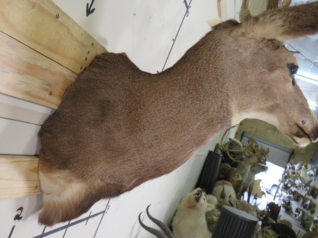 Mule Deer Sh Mt TAXIDERMY