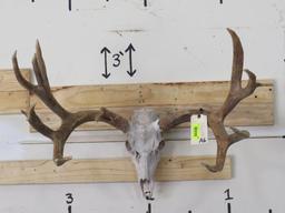 Reproduction Mule Deer Skull & Rack TAXIDERMY