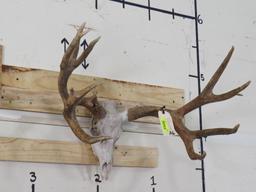 Reproduction Mule Deer Skull & Rack TAXIDERMY