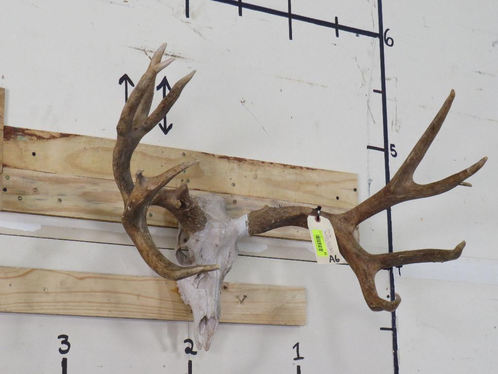 Reproduction Mule Deer Skull & Rack TAXIDERMY