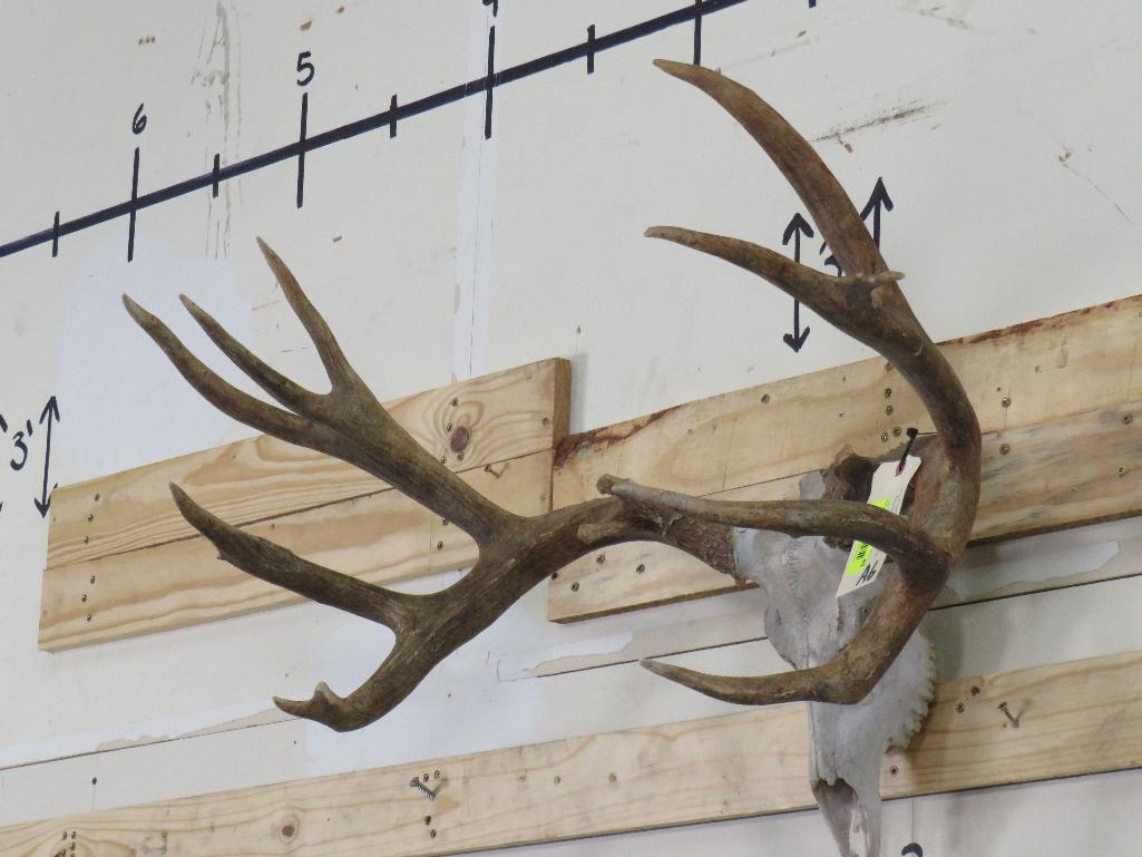 Reproduction Mule Deer Skull & Rack TAXIDERMY
