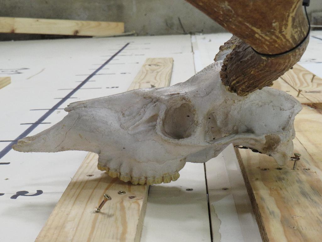 Reproduction Mule Deer Skull & Rack TAXIDERMY