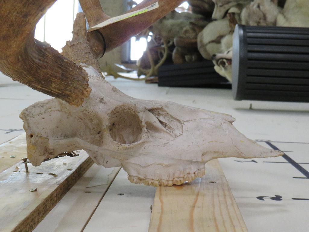 Reproduction Mule Deer Skull & Rack TAXIDERMY