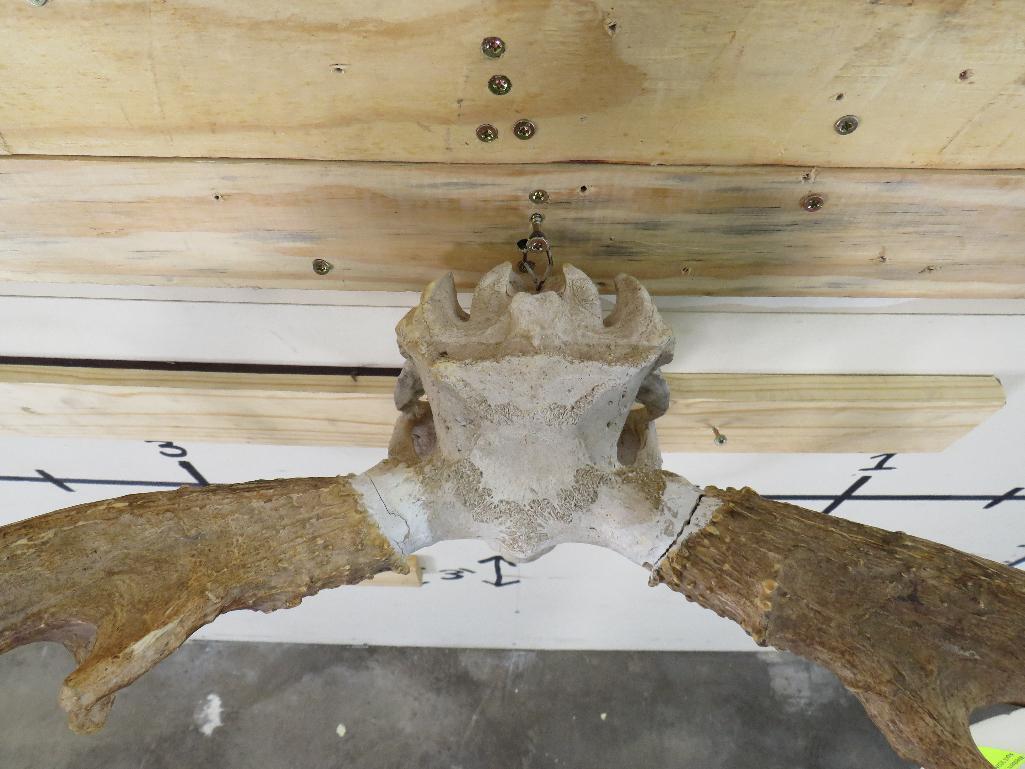 Reproduction Mule Deer Skull & Rack TAXIDERMY