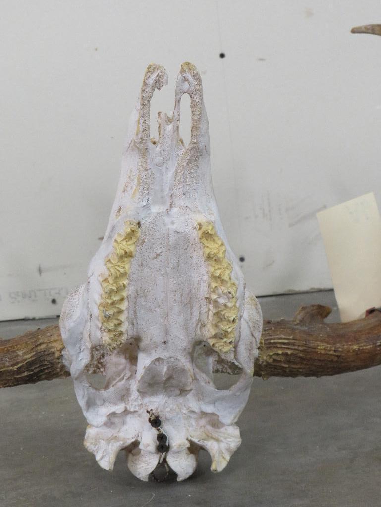 Reproduction Mule Deer Skull & Rack TAXIDERMY