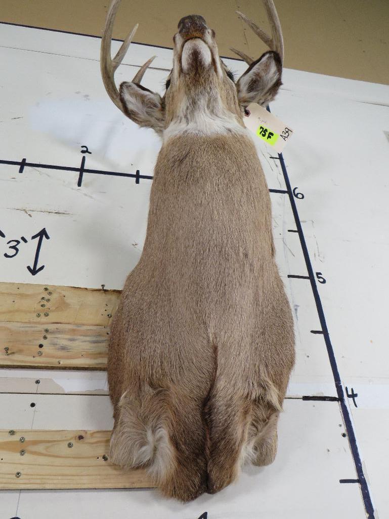 9Pt Whitetail Sh Mt TAXIDERMY