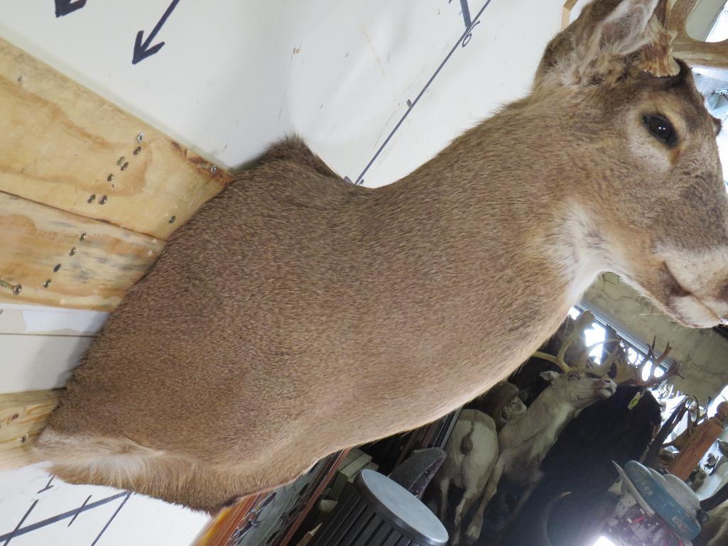 9Pt Whitetail Sh Mt TAXIDERMY