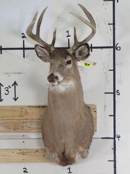 9Pt Whitetail Sh Mt TAXIDERMY