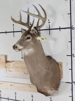 9Pt Whitetail Sh Mt TAXIDERMY