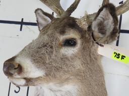 9Pt Whitetail Sh Mt TAXIDERMY