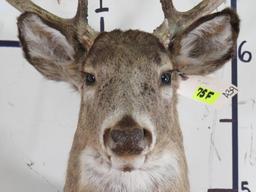 9Pt Whitetail Sh Mt TAXIDERMY