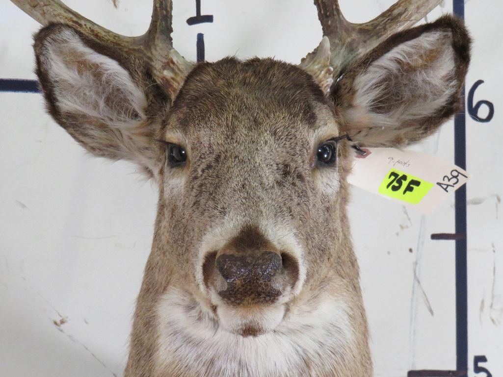 9Pt Whitetail Sh Mt TAXIDERMY