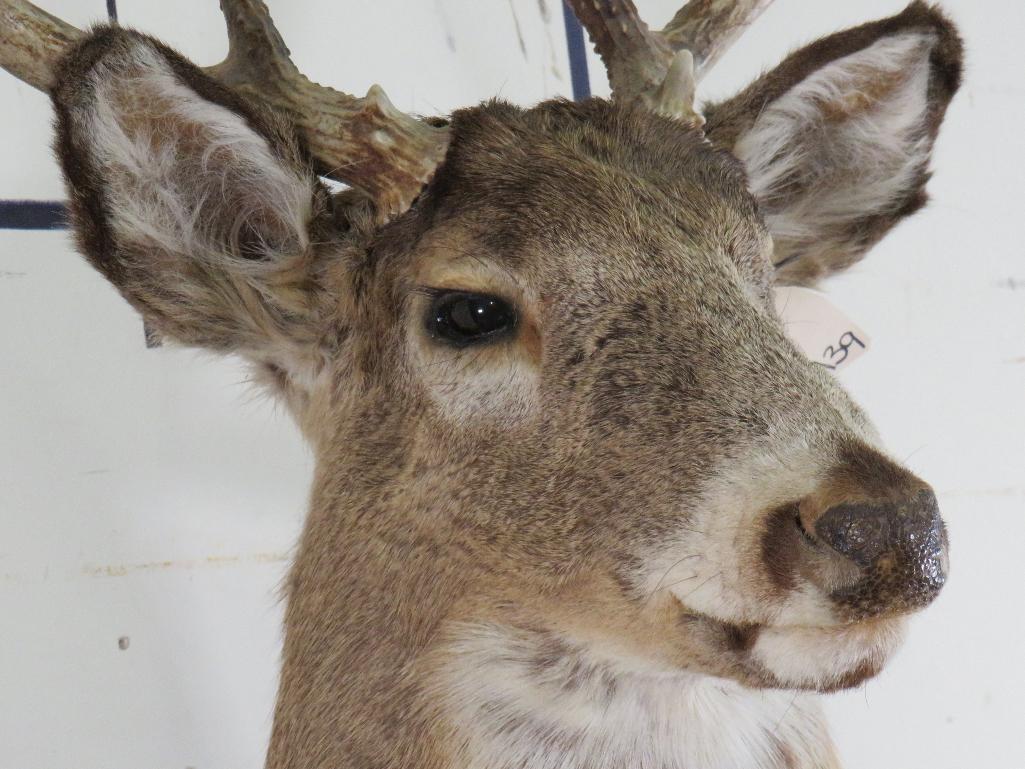 9Pt Whitetail Sh Mt TAXIDERMY