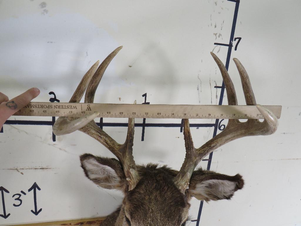9Pt Whitetail Sh Mt TAXIDERMY