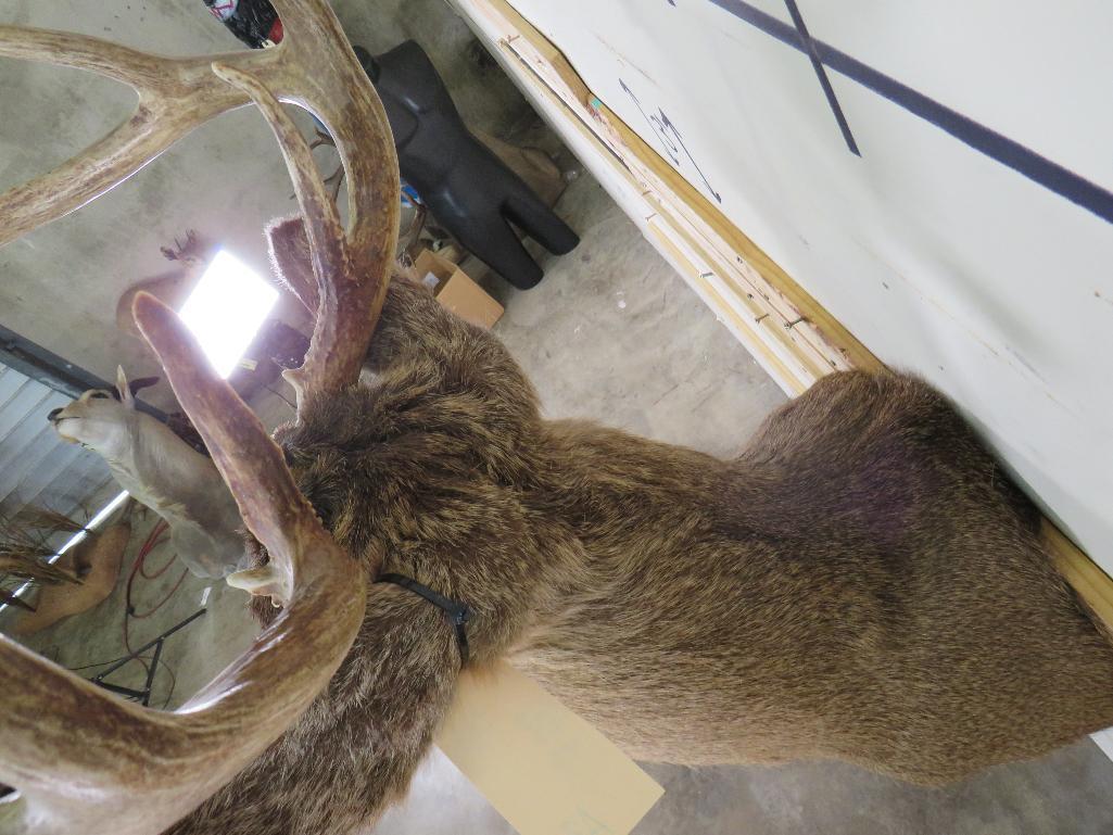 9Pt Whitetail Sh Mt TAXIDERMY
