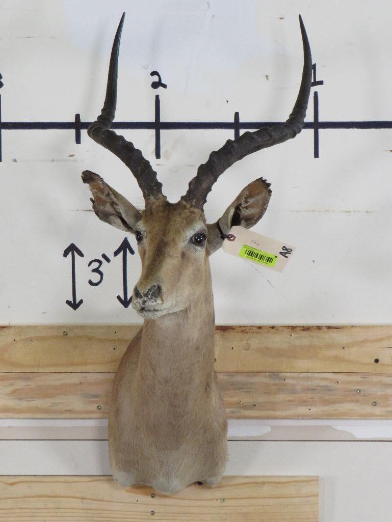 Rough Impala Sh Mt TAXIDERMY