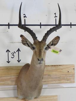 Rough Impala Sh Mt TAXIDERMY