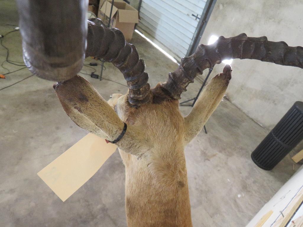 Rough Impala Sh Mt TAXIDERMY