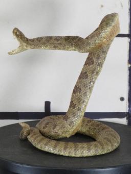 New/Nice Lifesize Striking Prairie Rattlesnake TAXIDERMY