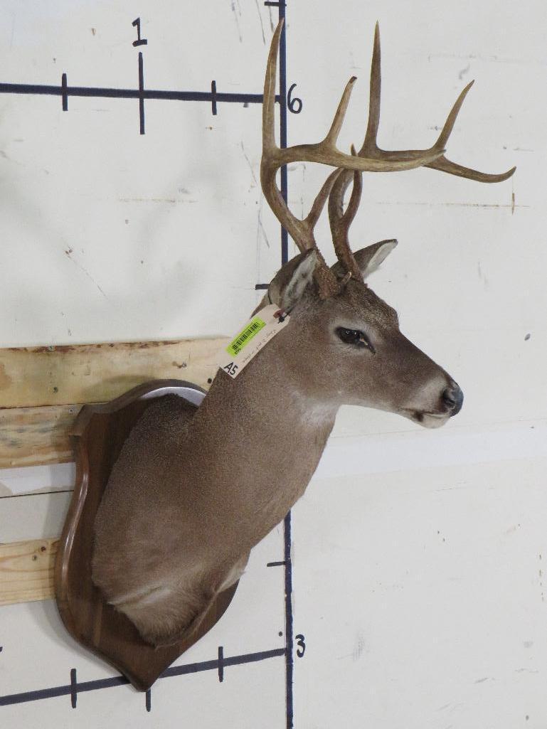 8 Pt Whitetail Sh Mt TAXIDERMY